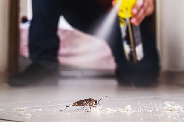 Best Flea Control Services  in North Lynnwood, WA